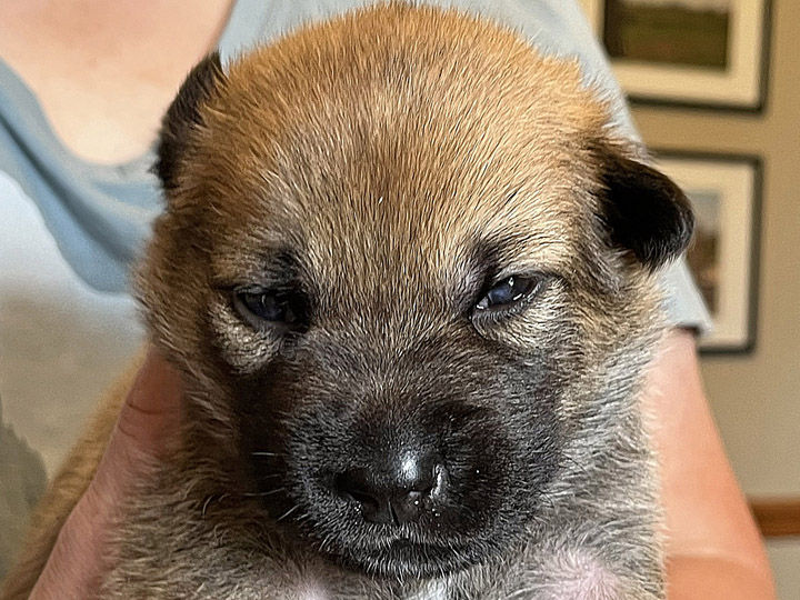 chinook puppy
